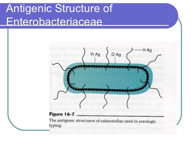 Enterobacteriaceae & Brucella