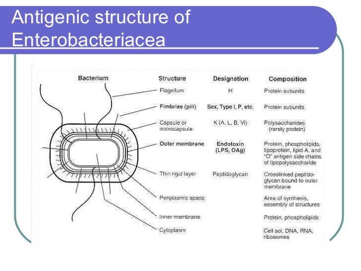Enterobacteriaceae & Brucella