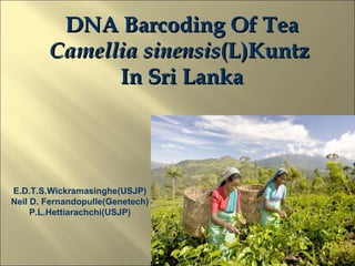 DNA Barcoding Of Tea  Camellia   sinensis (L)Kuntz  In Sri Lanka E.D.T.S.Wickramasinghe(USJP) Neil D. Fernandopulle(Genetech) P.L.Hettiarachchi(USJP) 