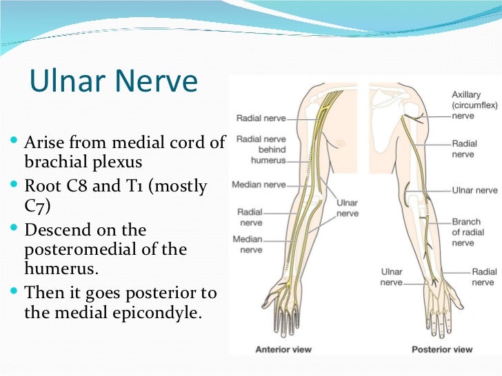 Peripheral Nerves of Upper Limb