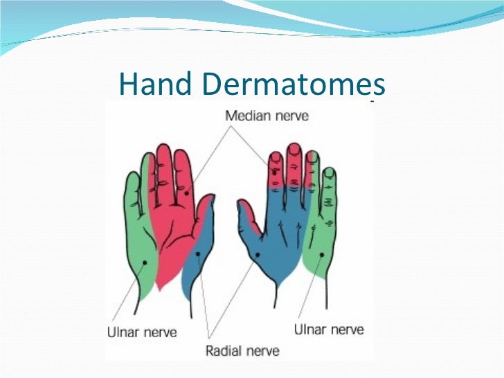 Hand Dermatome Chart