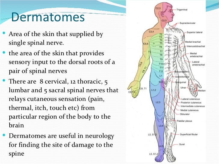 Myotomes Chart