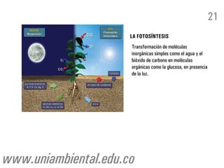 LA FOTOSÍNTESIS
Transformación de moléculas
inorgánicas simples como el agua y el
bióxido de carbono en moléculas
orgánicas como la glucosa, en presencia
de la luz.
21
www.uniambiental.edu.co
 