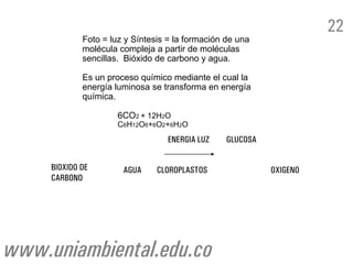 BIOXIDO DE
CARBONO
AGUA CLOROPLASTOS
ENERGIA LUZ GLUCOSA
OXIGENO
Foto = luz y Síntesis = la formación de una
molécula compleja a partir de moléculas
sencillas. Bióxido de carbono y agua.
Es un proceso químico mediante el cual la
energía luminosa se transforma en energía
química.
6CO2 + 12H2O
C6H12O6+6O2+6H2O
22
www.uniambiental.edu.co
 