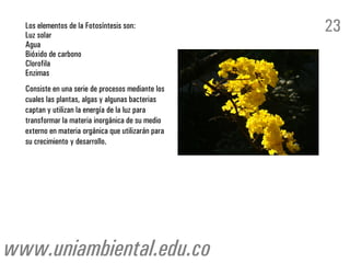 Los elementos de la Fotosíntesis son:
Luz solar
Agua
Bióxido de carbono
Clorofila
Enzimas
Consiste en una serie de procesos mediante los
cuales las plantas, algas y algunas bacterias
captan y utilizan la energía de la luz para
transformar la materia inorgánica de su medio
externo en materia orgánica que utilizarán para
su crecimiento y desarrollo.
23
www.uniambiental.edu.co
 