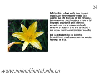 la fotosíntesis se lleva a cabo en un organelo
especializado denominado cloroplasto. Este
organelo que está delimitado por dos membranas
(envueltas de los cloroplastos) que lo separan del
citoplasma circundante. En su interior se
encuentra una fase acuosa con un elevado
contenido en proteínas e hidratos de carbono y
una serie de membranas denominadas tilacoides.
Los tilacoides contienen los pigmentos
fotosintéticos y proteínas necesarios para captar
la energía de la luz.
24
www.uniambiental.edu.co
 