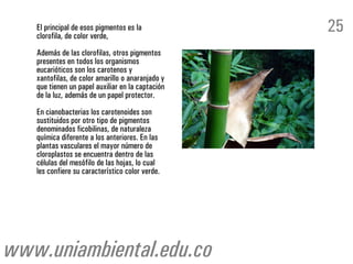 El principal de esos pigmentos es la
clorofila, de color verde,
Además de las clorofilas, otros pigmentos
presentes en todos los organismos
eucarióticos son los carotenos y
xantofilas, de color amarillo o anaranjado y
que tienen un papel auxiliar en la captación
de la luz, además de un papel protector.
En cianobacterias los carotenoides son
sustituidos por otro tipo de pigmentos
denominados ficobilinas, de naturaleza
química diferente a los anteriores. En las
plantas vasculares el mayor número de
cloroplastos se encuentra dentro de las
células del mesófilo de las hojas, lo cual
les confiere su característico color verde.
25
www.uniambiental.edu.co
 