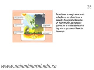 Para obtener la energía almacenada
en la glucosa las células llevan a
cabo otro fenómeno fundamental:
LA RESPIRACIÓN, es el proceso
químico por el cual las células vivas
degradan la glucosa con liberación
de energía.
26
www.uniambiental.edu.co
 