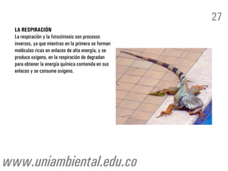 LA RESPIRACIÓN
La respiración y la fotosíntesis son procesos
inversos, ya que mientras en la primera se forman
moléculas ricas en enlaces de alta energía, y se
produce oxigeno, en la respiración de degradan
para obtener la energía química contenida en sus
enlaces y se consume oxigeno.
27
www.uniambiental.edu.co
 