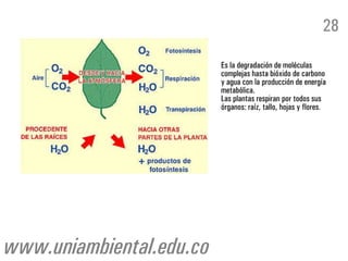Es la degradación de moléculas
complejas hasta bióxido de carbono
y agua con la producción de energía
metabólica.
Las plantas respiran por todos sus
órganos: raíz, tallo, hojas y flores.
28
www.uniambiental.edu.co
 
