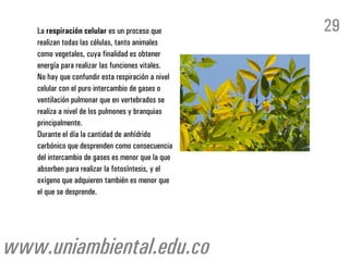 La respiración celular es un proceso que
realizan todas las células, tanto animales
como vegetales, cuya finalidad es obtener
energía para realizar las funciones vitales.
No hay que confundir esta respiración a nivel
celular con el puro intercambio de gases o
ventilación pulmonar que en vertebrados se
realiza a nivel de los pulmones y branquias
principalmente.
Durante el día la cantidad de anhídrido
carbónico que desprenden como consecuencia
del intercambio de gases es menor que la que
absorben para realizar la fotosíntesis, y el
oxígeno que adquieren también es menor que
el que se desprende.
29
www.uniambiental.edu.co
 