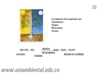 C6H12O6 + 6O2 6CO2 + 6H2O + 36 ATP
GLUCOSA
OXIGENO
ENERGIA
BIOXIDO DE CARBONO
MITOCONDRIA
Los elementos de la respiración son:
Carbohidratos
Oxígeno
Mitocondrias
Enzimas
30
www.uniambiental.edu.co
 