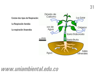 Existen dos tipos de Respiración:
La Respiración Aerobia
La respiración Anaerobia
31
www.uniambiental.edu.co
 