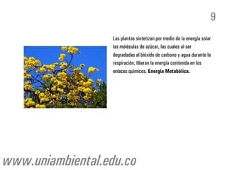 Las plantas sintetizan por medio de la energía solar
las moléculas de azúcar, las cuales al ser
degradadas al bióxido de carbono y agua durante la
respiración, liberan la energía contenida en los
enlaces químicos. Energía Metabólica.
9
www.uniambiental.edu.co
 