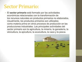 Sector Primario:
• El sector primario está formado por las actividades
económicas relacionadas con la transformación de
los recursos naturales en productos primarios no elaborados.
Usualmente, los productos primarios son utilizados
como materia prima en otros procesos de producción en las
producciones industriales. Las principales actividades del
sector primario son la agricultura, la minería, la ganadería, la
silvicultura, la apicultura, la acuicultura, la caza y la pesca.
 