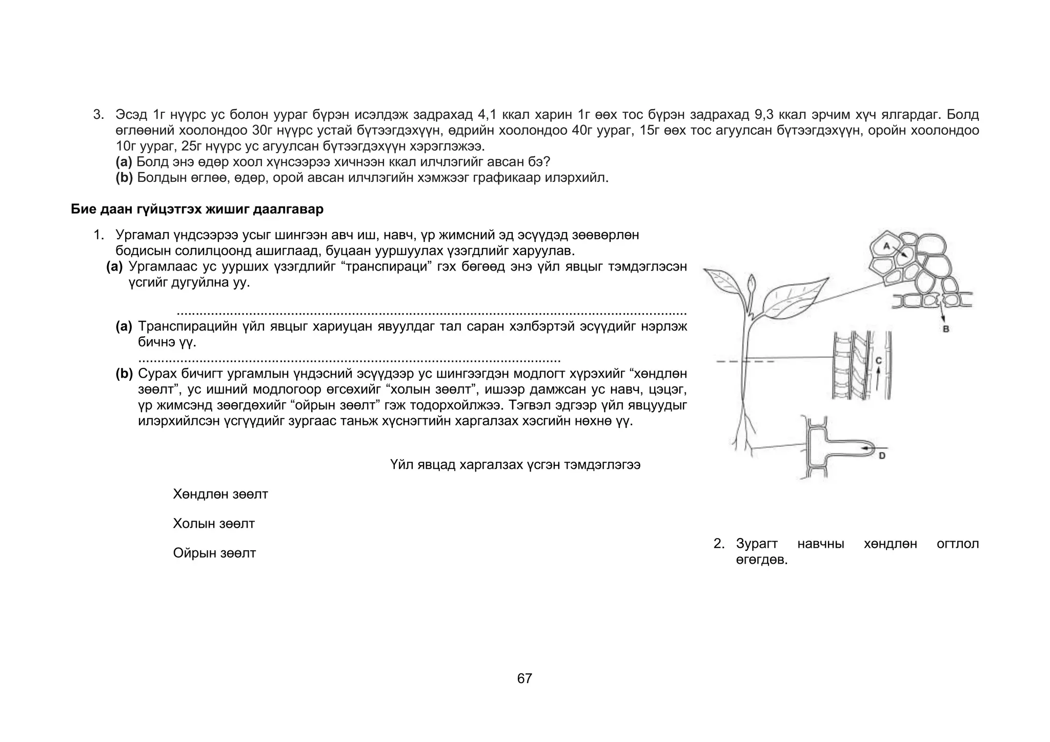 67
3. Эсэд 1г нүүрс ус болон уураг бүрэн исэлдэж задрахад 4,1 ккал харин 1г өөх тос бүрэн задрахад 9,3 ккал эрчим хүч ялгардаг. Болд
өглөөний хоолондоо 30г нүүрс устай бүтээгдэхүүн, өдрийн хоолондоо 40г уураг, 15г өөх тос агуулсан бүтээгдэхүүн, оройн хоолондоо
10г уураг, 25г нүүрс ус агуулсан бүтээгдэхүүн хэрэглэжээ.
(a) Болд энэ өдөр хоол хүнсээрээ хичнээн ккал илчлэгийг авсан бэ?
(b) Болдын өглөө, өдөр, орой авсан илчлэгийн хэмжээг графикаар илэрхийл.
Бие даан гүйцэтгэх жишиг даалгавар
1. Ургамал үндсээрээ усыг шингээн авч иш, навч, үр жимсний эд эсүүдэд зөөвөрлөн
бодисын солилцоонд ашиглаад, буцаан ууршуулах үзэгдлийг харуулав.
(a) Ургамлаас ус уурших үзэгдлийг “транспираци” гэх бөгөөд энэ үйл явцыг тэмдэглэсэн
үсгийг дугуйлна уу.
......................................................................................................................................
(a) Транспирацийн үйл явцыг хариуцан явуулдаг тал саран хэлбэртэй эсүүдийг нэрлэж
бичнэ үү.
...............................................................................................................
(b) Сурах бичигт ургамлын үндэсний эсүүдээр ус шингээгдэн модлогт хүрэхийг “хөндлөн
зөөлт”, ус ишний модлогоор өгсөхийг “холын зөөлт”, ишээр дамжсан ус навч, цэцэг,
үр жимсэнд зөөгдөхийг “ойрын зөөлт” гэж тодорхойлжээ. Тэгвэл эдгээр үйл явцуудыг
илэрхийлсэн үсгүүдийг зургаас таньж хүснэгтийн харгалзах хэсгийн нөхнө үү.
2. Зурагт навчны хөндлөн огтлол
өгөгдөв.
Үйл явцад харгалзах үсгэн тэмдэглэгээ
Хөндлөн зөөлт
Холын зөөлт
Ойрын зөөлт
 