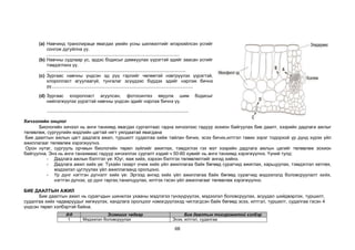 68
(a) Навчинд транспираци явагдах үеийн усны шилжилтийг илэрхийлсэн үсгийг
сонгож дугуйлна уу.
.......................................................................................................
(b) Навчны судлаар ус, эрдэс бодисыг дамжуулах үүрэгтэй эдийг заасан үсгийг
тэмдэглэнэ үү.
............................................................................................................
(c) Зургаас навчны үндсэн эд рүү гэрлийг чөлөөтэй нэвтрүүлэх үүрэгтэй,
хлоропласт агуулаагүй, тунгалаг эсүүдээс бүрдэх эдийг нэрлэж бичнэ
үү..............................................................................................................
(d) Зургаас хлоропласт агуулсан, фотосинтез явуулж шим бодисыг
нийлэгжүүлэх үүрэгтэй навчны үндсэн эдийг нэрлэж бичнэ үү.
..............................................................................................................
Хичээлийн онцлог
Биологийн хичээл нь анги танхимд явагдах сургалтаас гадна хичээлээс гадуур зохион байгуулах бие даалт, хээрийн дадлага ажлыг
төлөвлөж, сургуулийн мэдлийн цагтай нягт уялдаатай явагдана
Бие даалтын ажлын цагт дадлага ажил, туршилт судалгаа хийж тайлан бичих, эсээ бичих,илтгэл тавих зэрэг тодорхой үр дүнд хүрэх үйл
ажиллагааг төлөвлөж хэрэгжүүлнэ.
Орон нутаг, сургууль орчмын биологийн төрөл зүйлийг ажиглах, тэмдэглэх гэх мэт хээрийн дадлага ажлын цагийг төлөвлөж зохион
байгуулна. Энэ нь анги танхимаас гадуур хичээллэх сургалт хэдий ч 50-60 хувийг нь анги танхимд хэрэгжүүлнэ. Үүний тулд:
- Дадлага ажлын бэлтгэл үе: Юуг, яаж хийх, хэрхэн бэлтгэх төлөвлөлтийг ангид хийнэ.
- Дадлага ажил хийх үе: Тухайн газарт очиж хийх үйл ажиллагаа байх бөгөөд сурагчид ажиглах, харьцуулах, тэмдэглэл хөтлөх,
мэдээлэл цуглуулах үйл ажиллагаанд оролцоно.
- Үр дүнг нэгтгэн дүгнэлт хийх үе: Эргээд ангид хийх үйл ажиллагаа байх бөгөөд сурагчид мэдээлэлд боловсруулалт хийх,
нэгтгэн дүгнэх, үр дүнг гаргах,танилцуулах, илтгэх гэсэн үйл ажиллагааг төлөвлөж хэрэгжүүлнэ.
БИЕ ДААЛТЫН АЖИЛ
Бие даалтын ажил нь сурагчдын шинжлэх ухааны мэдлэгээ гүнзүүрүүлэх, мэдээлэл боловсруулах, асуудал шийдвэрлэх, туршилт,
судалгаа хийх чадваруудыг хөгжүүлэх, хандлага оролцоог нэмэгдүүлэхэд чиглэгдсэн байх бөгөөд эсээ, илтгэл, туршилт, судалгаа гэсэн 4
үндсэн төрөл хэлбэртэй байна.
д/д Эзэмших чадвар Бие даалтын тохиромжтой хэлбэр
1 Мэдээлэл боловсруулах Эсээ, илтгэл, судалгаа
 