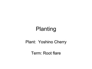 Planting Plant:  Yoshino Cherry Term: Root flare 