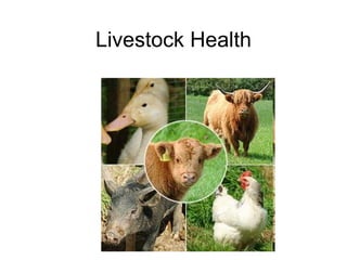 Livestock Health 