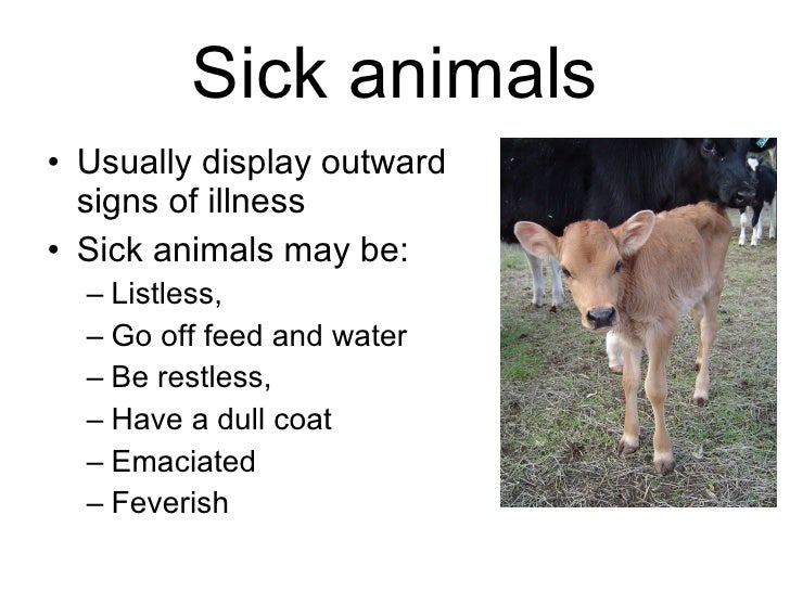 4 8 livestock health