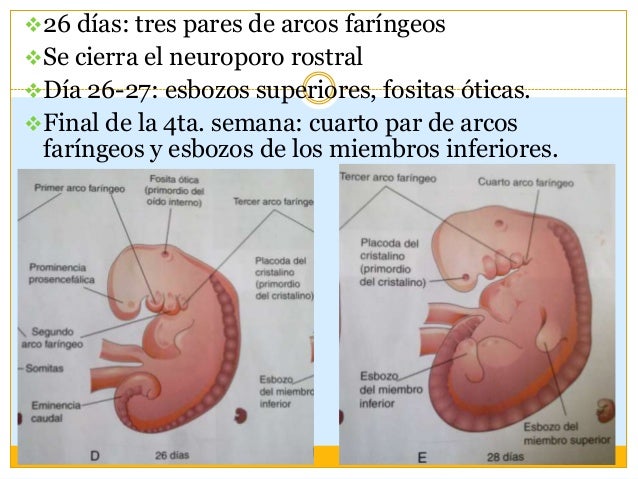 Cuarta a octava semana de desarrollo embrionario