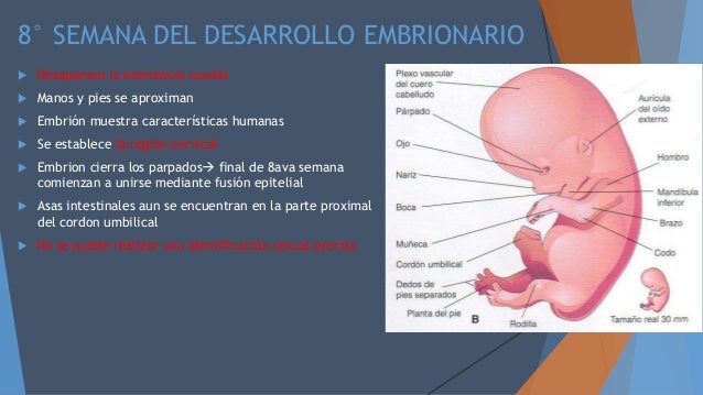 CUARTA A OCTAVA SEMANA DEL DESARROLLO EMBRIONARIO