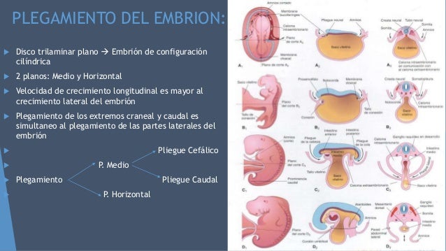 CUARTA A OCTAVA SEMANA DEL DESARROLLO EMBRIONARIO