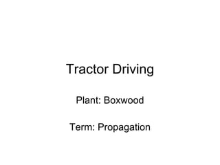 Tractor Driving Plant: Boxwood Term: Propagation 