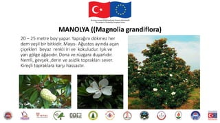 20 – 25 metre boy yapar. Yaprağını dökmez her
dem yeşil bir bitkidir. Mayıs- Ağustos ayında açan
çiçekleri beyaz renkli iri ve kokuludur. Işık ve
yarı gölge ağacıdır. Dona ve rüzgara duyarlıdır.
Nemli, gevşek ,derin ve asidik toprakları sever.
Kireçli topraklara karşı hassastır.
MANOLYA ((Magnolia grandiflora)
 