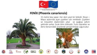15 metre boy yapar. Her dem yeşil bir bitkidir. Nisan –
Mayıs aylarında açan çiçekleri sarı renktedir. Çiçekleri
ve meyveleri diplerinden çıkar ve aşağıya salkım
şeklinde sarkar. Sıcak iklim bitkisidir. Tuzlu topraklar ve
deniz kenarındaki arazilerde yeniştirilmeye uygunudur.
FENİX (Phoenix canariensis)
 