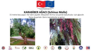 15 metre boy yapar. Her dem yeşildir. Meyveleri Kırmızı ve parlak kabukludur. Işık ağacıdır.
Dona duyarlıdır. Derin topraklarda iyi gelişir
KARABİBER AĞACI (Schinus Molle)
 