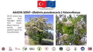 20-25 metre boy
yapar. Kışın
Yaprağını döker.
Hızlı büyür.
Mayıs-Haziran
ayında açan
çiçekleri güzel ve
hoş kokuludur
AKASYA SERVİ –(Robinia pseudoacacia )-YalancıAkasya
 