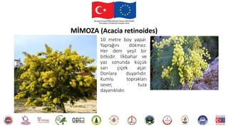 10 metre boy yapar.
Yaprağını dökmez.
Her dem yeşil bir
bitkidir. İlkbahar ve
yaz sonunda küçük
sarı çiçek açar.
Donlara duyarlıdır.
Kumlu toprakları
sever, tuza
dayanıklıdır.
MİMOZA (Acacia retinoides)
 