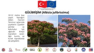 10-12 metre boy
yapar. Yaprağını
döker. Haziran
Temmuz aylarında
çiçeklenir. Çiçekler
pembe ve
kokuludur. Işık
ağacıdır. Kireçli
toprakları sever.
Ağır kumlu ve
kurak topraklarda
da yetişebilir.
GÜLİBRİŞİM (Albizia julibrissima)
 