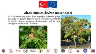 20 – 25 metre boy yapar. Kışın yaprağını döker.Yarı gölge
alanlarda iyi gelişim gösterir. Derin ve kireçli topraklarda
iyi gelişir. Toprak erozyonu kontrolünde, yol ve şev
toprağının tutulmasında kullanılır.
AİLANTHUS ALTİSSİMA (Kokar Ağaç)
 