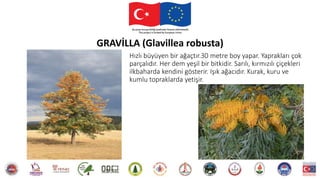 Hızlı büyüyen bir ağaçtır.30 metre boy yapar. Yaprakları çok
parçalıdır. Her dem yeşil bir bitkidir. Sarılı, kırmızılı çiçekleri
ilkbaharda kendini gösterir. Işık ağacıdır. Kurak, kuru ve
kumlu topraklarda yetişir.
GRAVİLLA (Glavillea robusta)
 