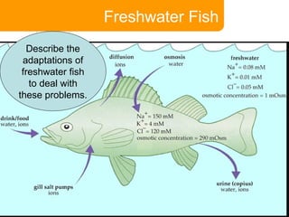Freshwater Fish Describe the adaptations of freshwater fish to deal with these problems. 