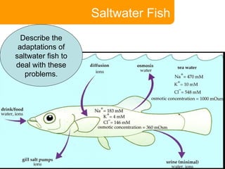 Saltwater Fish Describe the adaptations of saltwater fish to deal with these problems. 