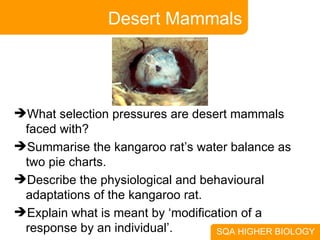 Desert Mammals What selection pressures are desert mammals faced with? Summarise the kangaroo rat’s water balance as two pie charts. Describe the physiological and behavioural adaptations of the kangaroo rat. Explain what is meant by ‘modification of a response by an individual’. 