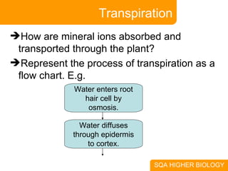 Transpiration How are mineral ions absorbed and transported through the plant? Represent the process of transpiration as a flow chart. E.g. Water enters root hair cell by osmosis. Water diffuses through epidermis to cortex. 