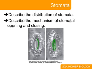 Stomata Describe the distribution of stomata. Describe the mechanism of stomatal opening and closing. 