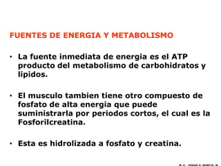 FUENTES DE ENERGIA Y METABOLISMO

• La fuente inmediata de energia es el ATP
  producto del metabolismo de carbohidratos y
  lipidos.

• El musculo tambien tiene otro compuesto de
  fosfato de alta energia que puede
  suministrarla por periodos cortos, el cual es la
  Fosforilcreatina.

• Esta es hidrolizada a fosfato y creatina.
 