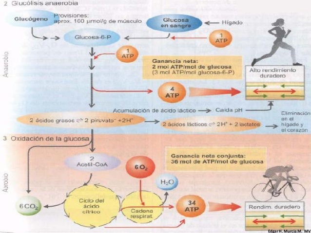 Un curso corto en metabolismo esquema
