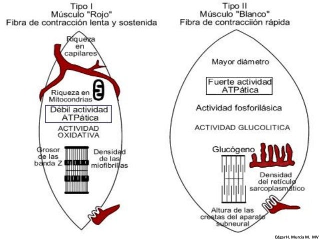 10 cosas sobre dieta para acelerar el metabolismo