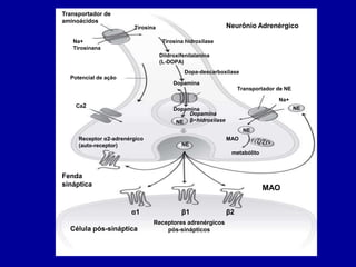 Transportador de
aminoácidos
Na+
Tirosinana
Tirosina
Tirosina hidroxilase
Diidroxifenilalanina
(L-DOPA)
Neurônio Adrenérgico
Potencial de ação
Dopa-descarboxilase
Dopamina
Ca2
Dopamina
Dopamina
β−hidroxilase
NE
Transportador de NE
NE
Na+
NE
NE
MAO
metabólito
Receptor α2-adrenérgico
(auto-receptor)
Fenda
sináptica
α1 β1 β2
Receptores adrenérgicos
pós-sinápticos
Célula pós-sináptica
MAO
 