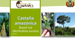 Brazil nut
(Bertholletia excelsa)
Subtítulo
 