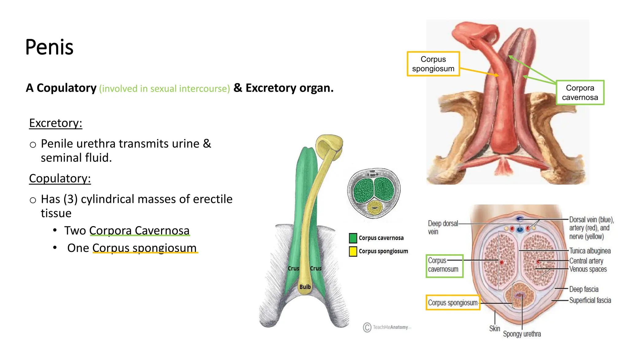 4 Anatomy Of Male Reproductive System pdf