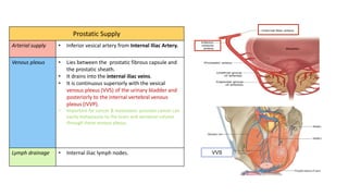 Plexus Prostate 4- Anatomy of Male Reproductive System.pdf