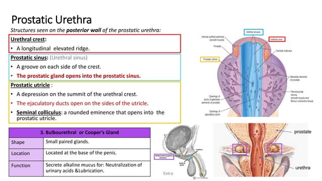 4- Anatomy of Male Reproductive System.pdf