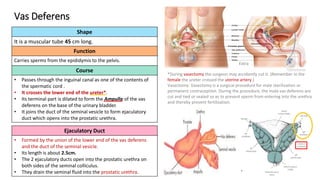 4- Anatomy of Male Reproductive System.pdf
